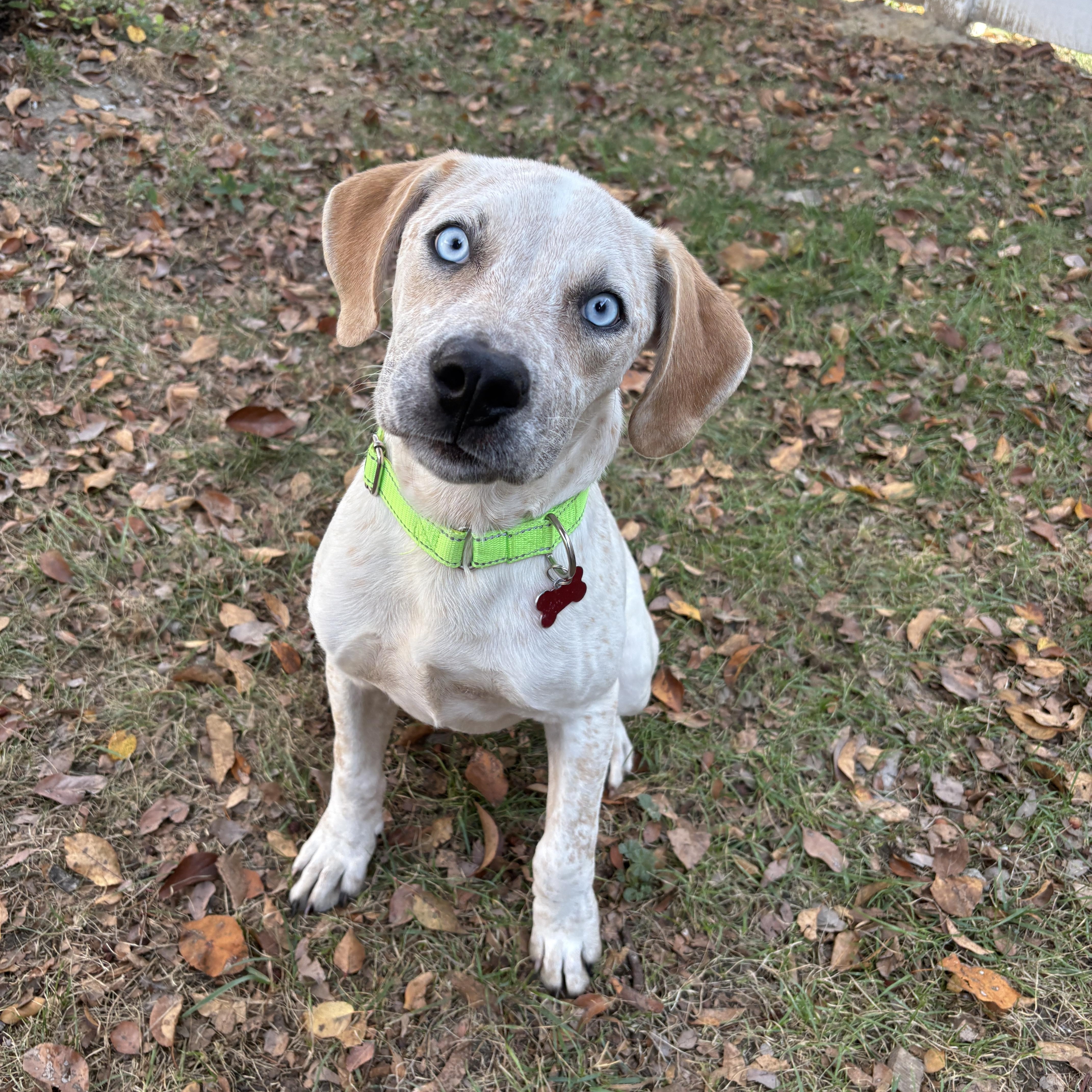 Enlarge Maverick, an adopted mixed breed in Detroit, MI image 2/5