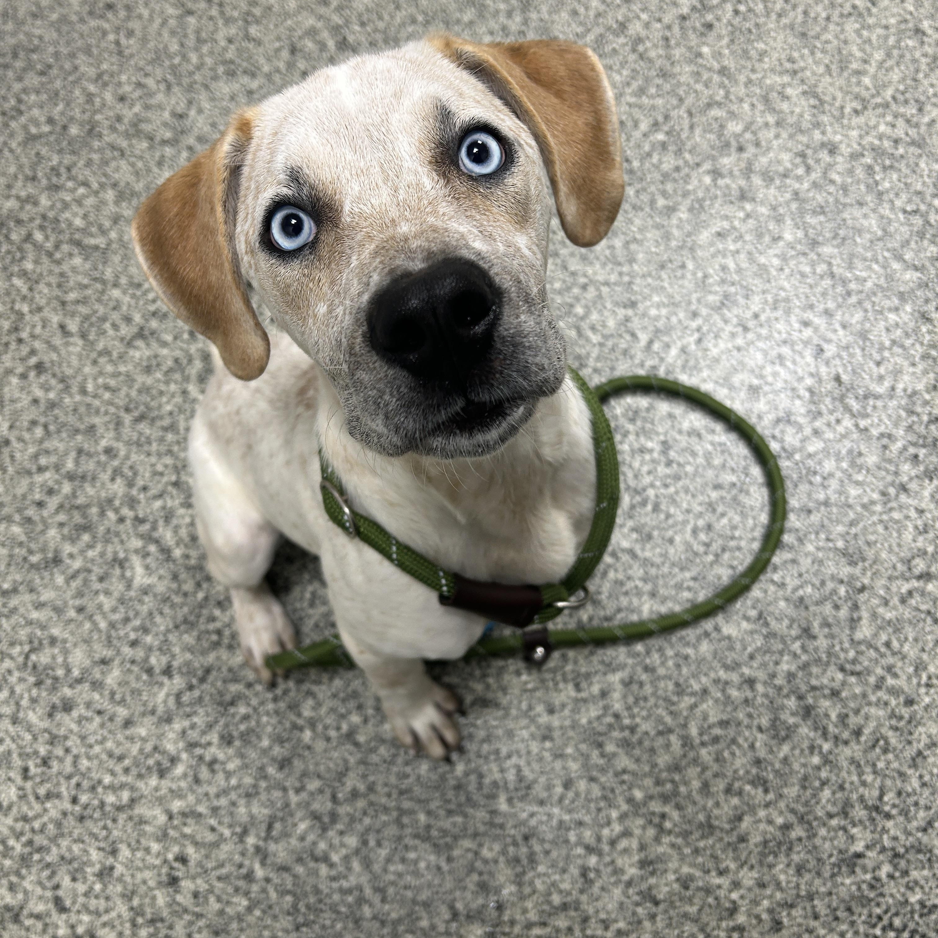 Enlarge Maverick, an adopted mixed breed in Detroit, MI image 5/5