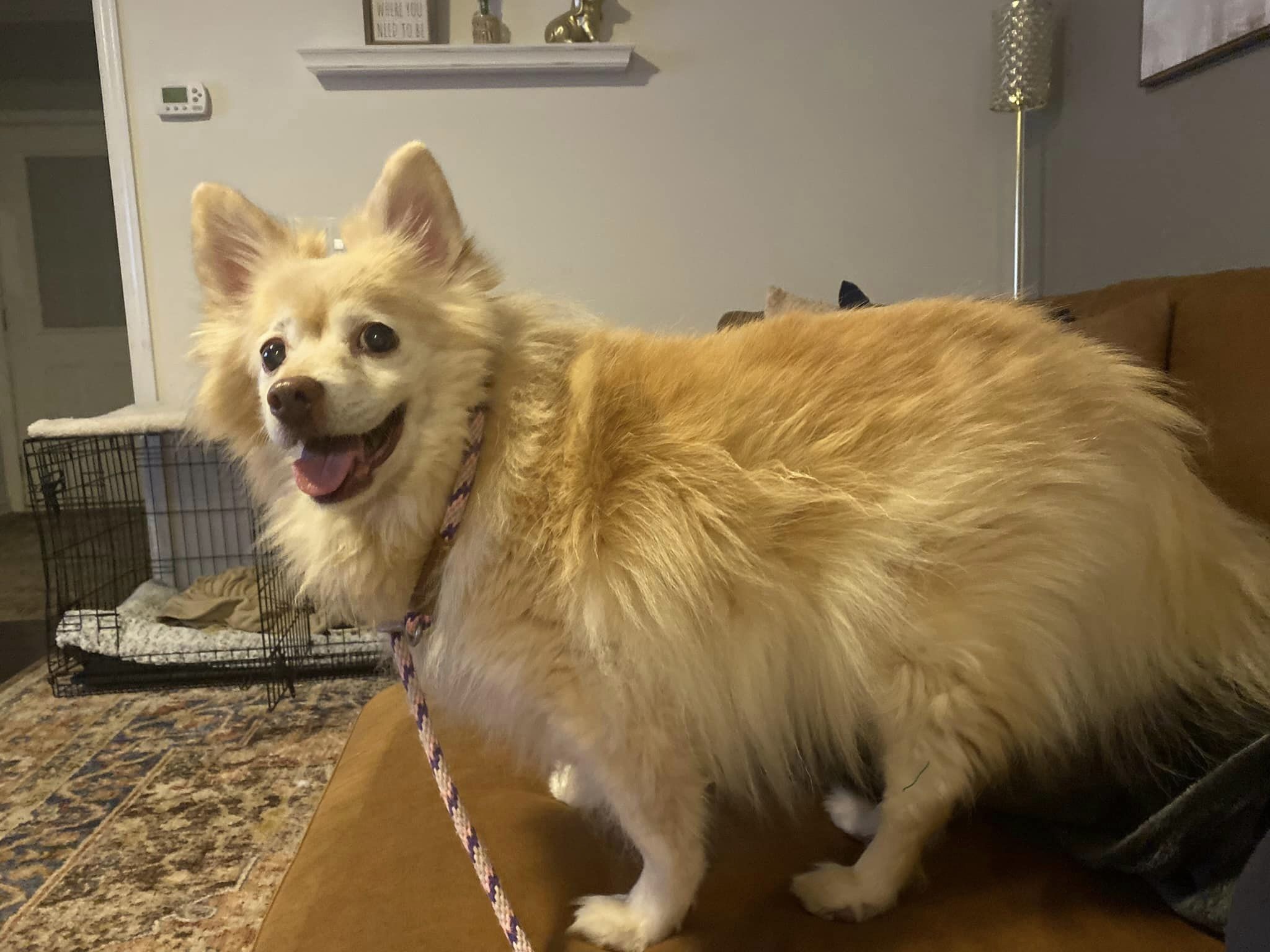 Porshe, Adopted, Senior Female Pomeranian.