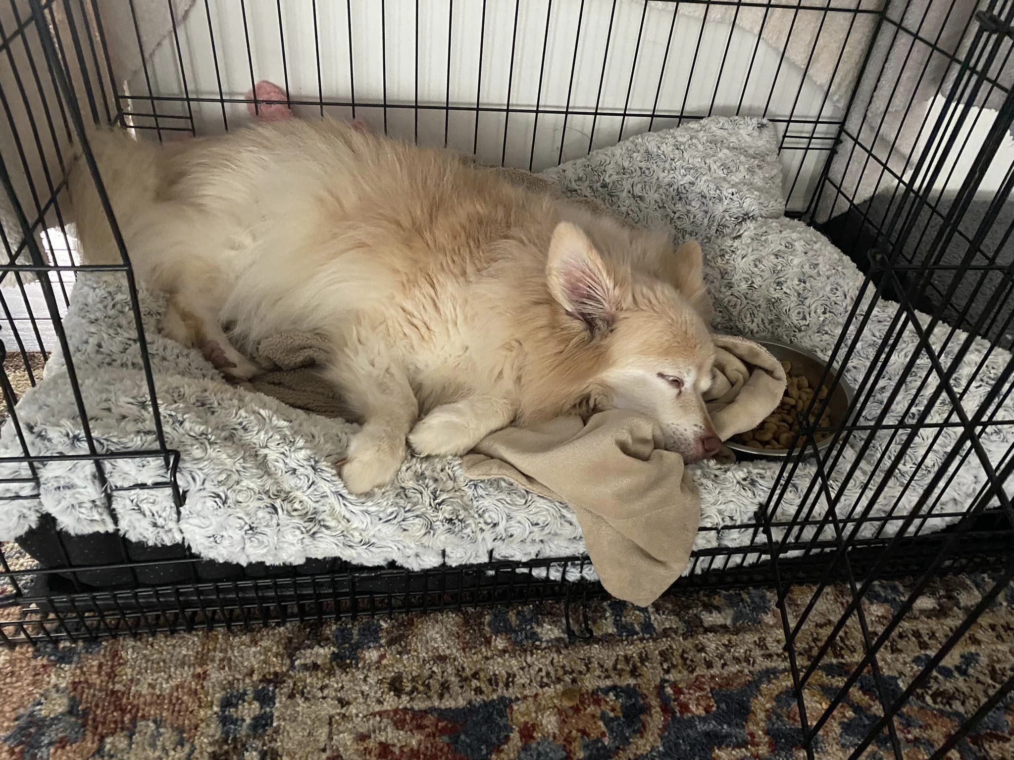 Enlarge Porshe, a Adopted Pomeranian in Charlotte, NC image 2/6