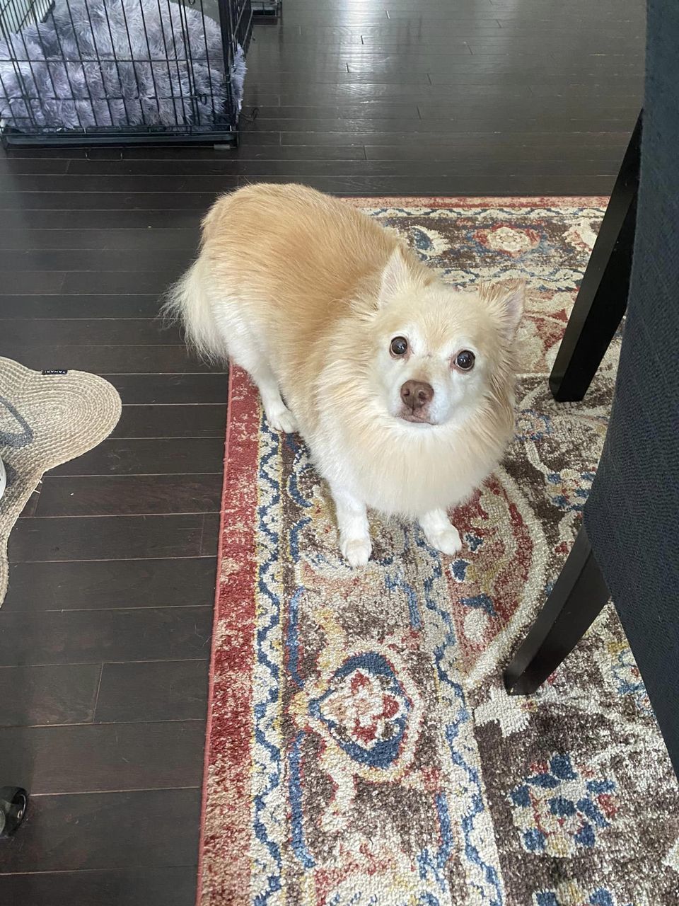 Enlarge Porshe, a Adopted Pomeranian in Charlotte, NC image 3/6