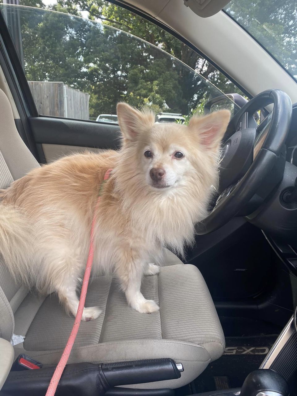 Enlarge Porshe, a Adopted Pomeranian in Charlotte, NC image 4/6