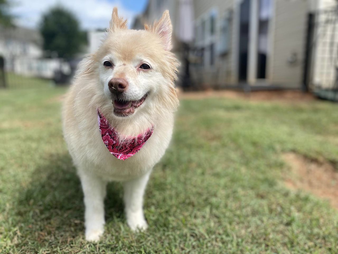 Enlarge Porshe, a Adopted Pomeranian in Charlotte, NC image 5/6