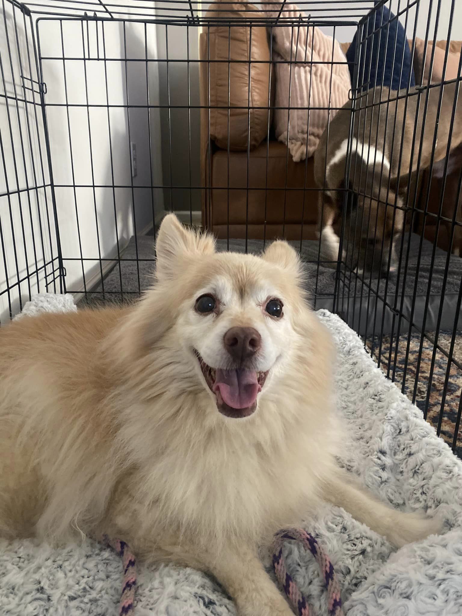 Enlarge Porshe, a Adopted Pomeranian in Charlotte, NC image 6/6