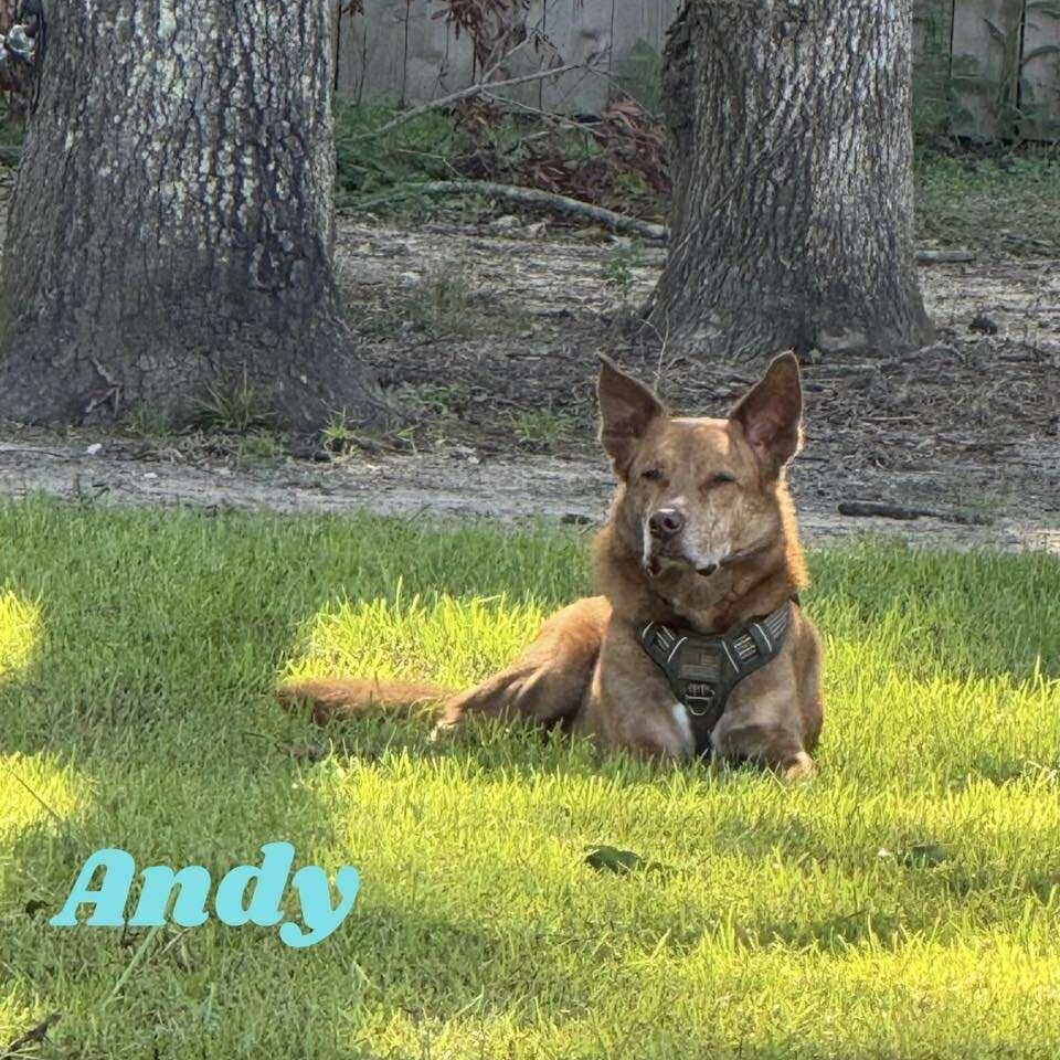ANDY, a Adoptable mixed breed in Madisonville, LA image 2/6