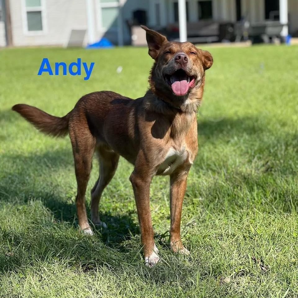 ANDY, a Adoptable mixed breed in Madisonville, LA image 5/6