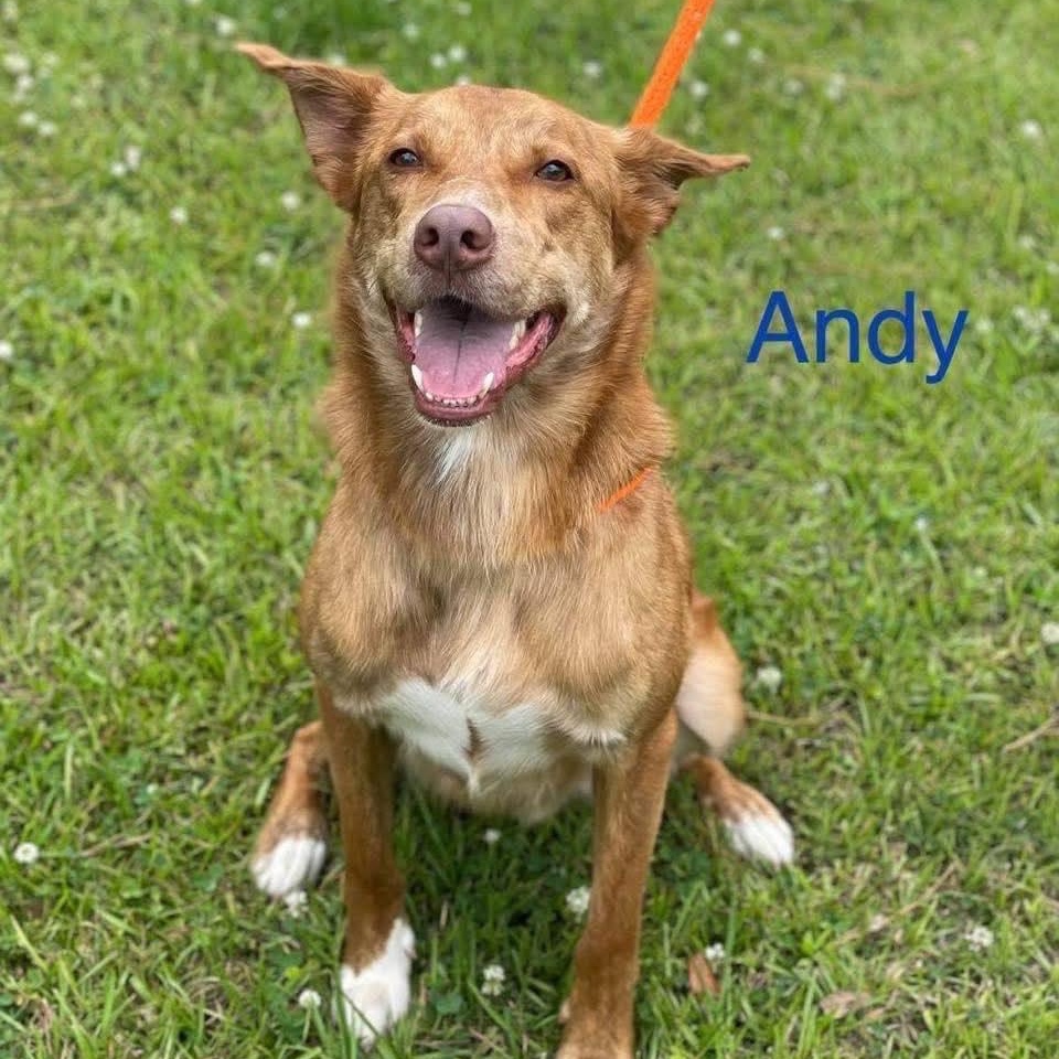 ANDY, a Adoptable mixed breed in Madisonville, LA image 1/6