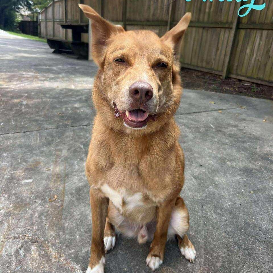 ANDY, a Adoptable mixed breed in Madisonville, LA image 6/6