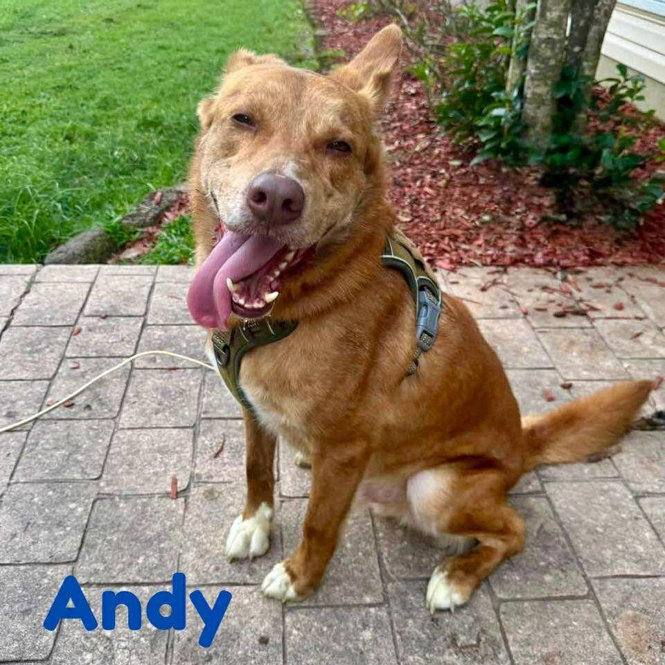 ANDY, a Adoptable mixed breed in Madisonville, LA image 3/6