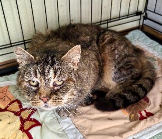 Enlarge Annie, a Adoptable mixed breed in Portland, OR image 6/6