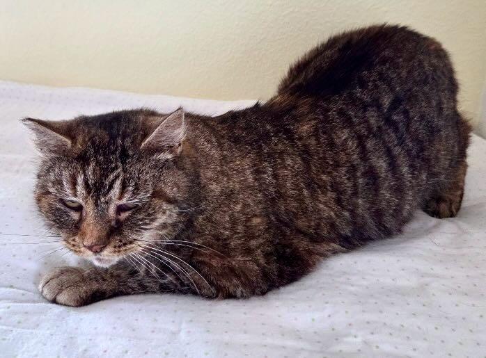 Enlarge Annie, a Adoptable mixed breed in Portland, OR image 4/6