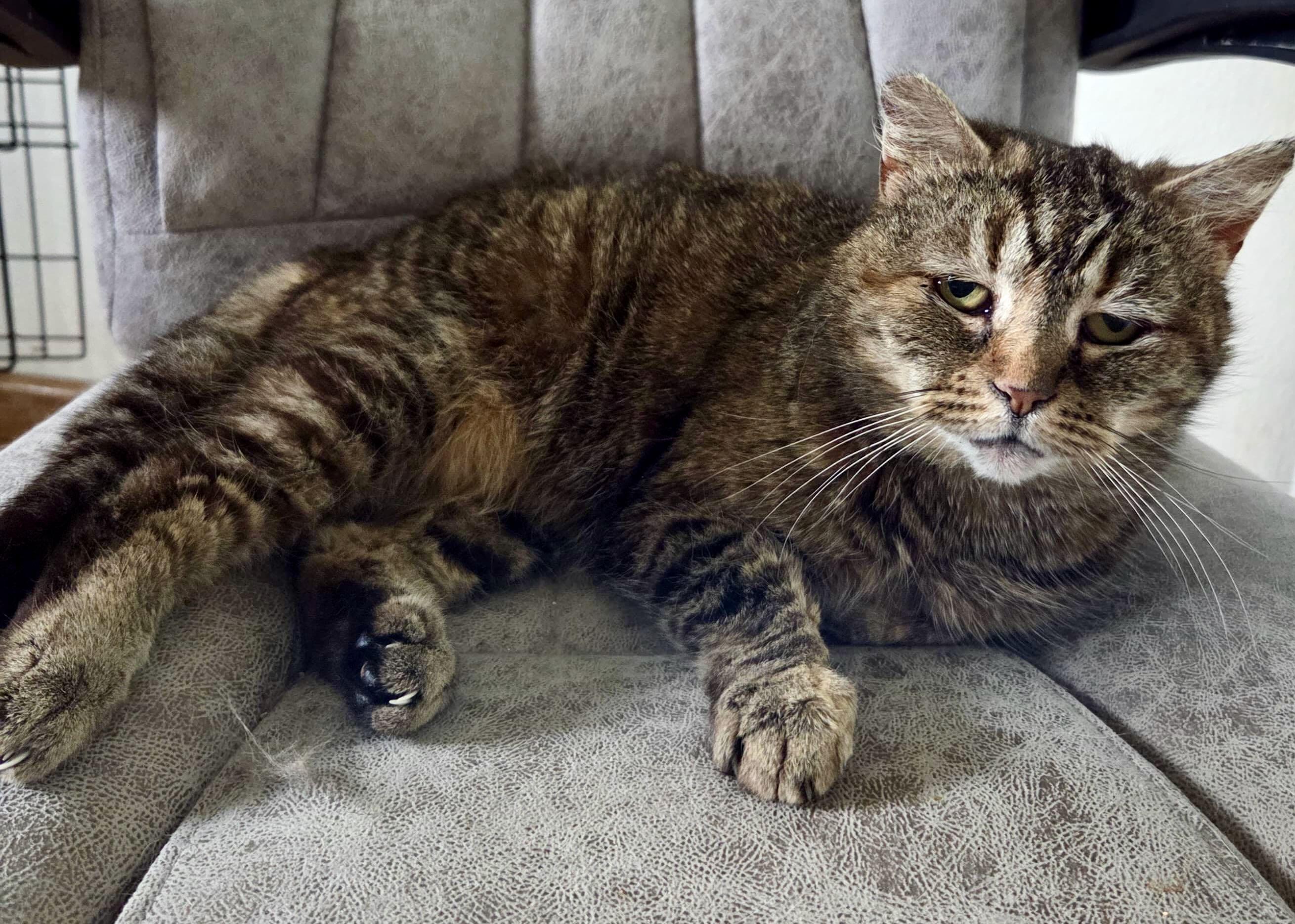 Annie, Adoptable, Adult Female Tabby & Domestic Short Hair.