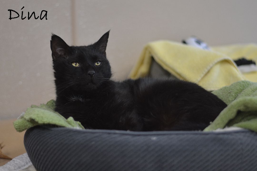 Enlarge Dina, a Adoptable Domestic Short Hair in Carneys Point, NJ image 1/1