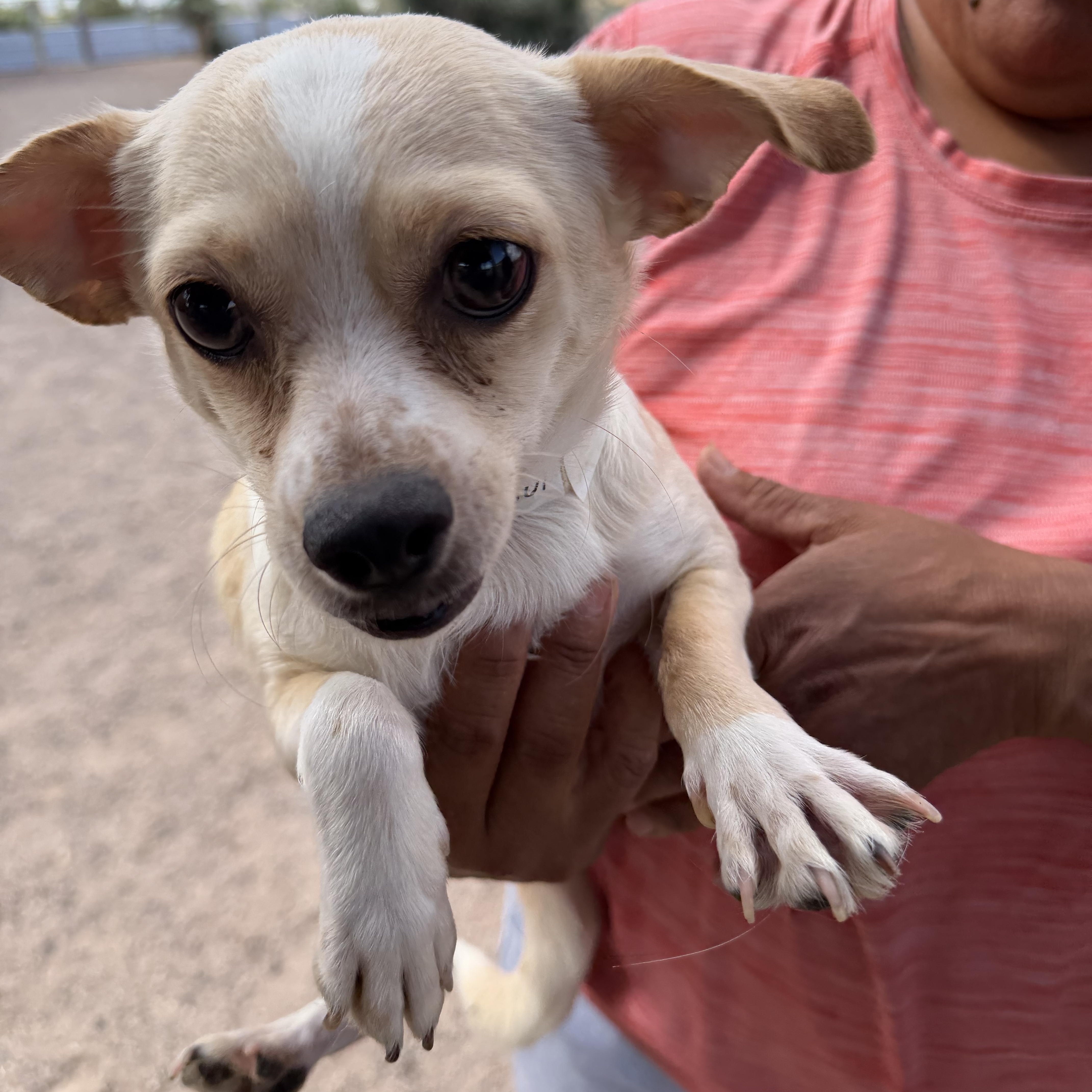 Carolina, ADOPTABLE, Young Female Chihuahua & Jack Russell Terrier.