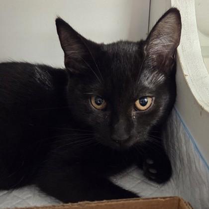 Enlarge Mittens the Kittens, a Adoptable mixed breed in Voorhees, NJ image 1/1