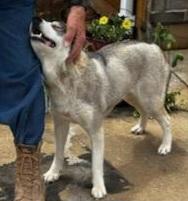 Lily - Adopted!