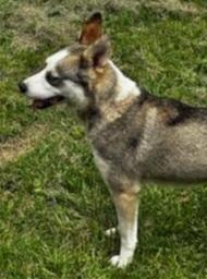 Lily - Adopted!