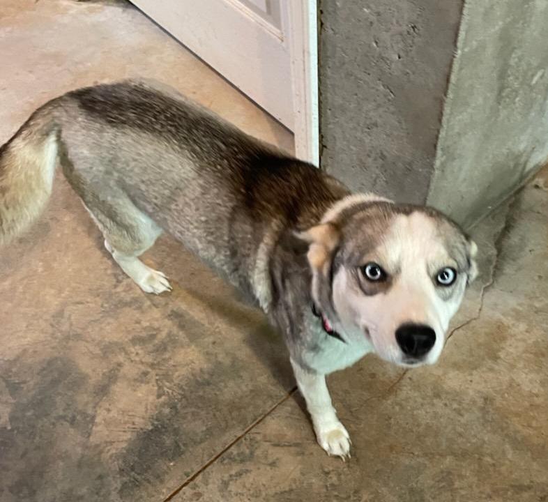 Lily - St. Louis, MO