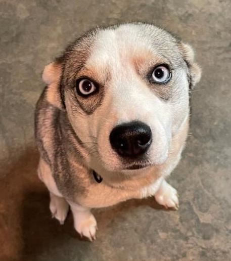 Lily - St. Louis, MO