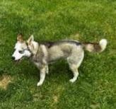 Lily - Adopted!