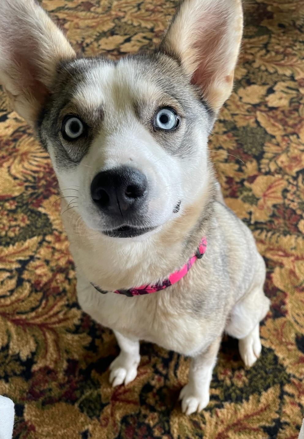 Enlarge Lily - Adopted!, a Adopted Mixed Breed in Saint Louis, MO image 6/6