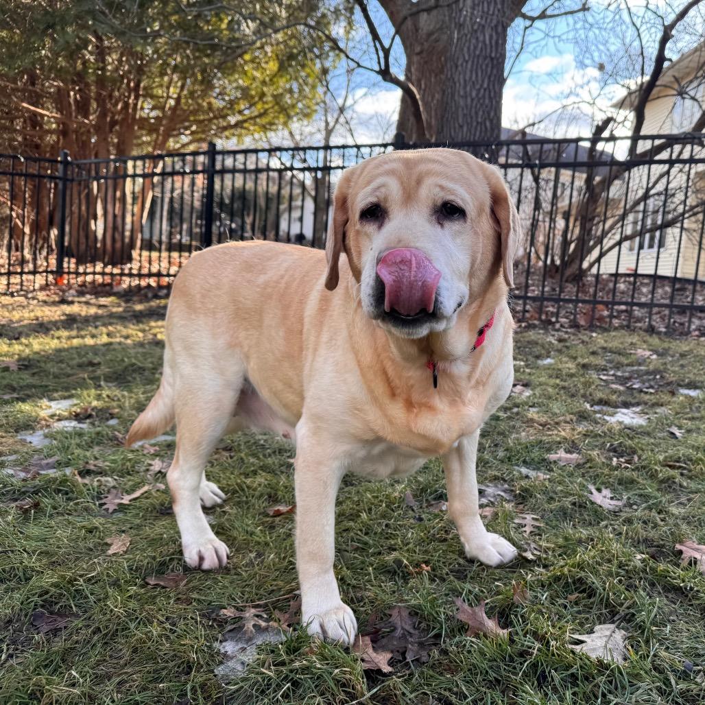 Paprika — thumbnail 2