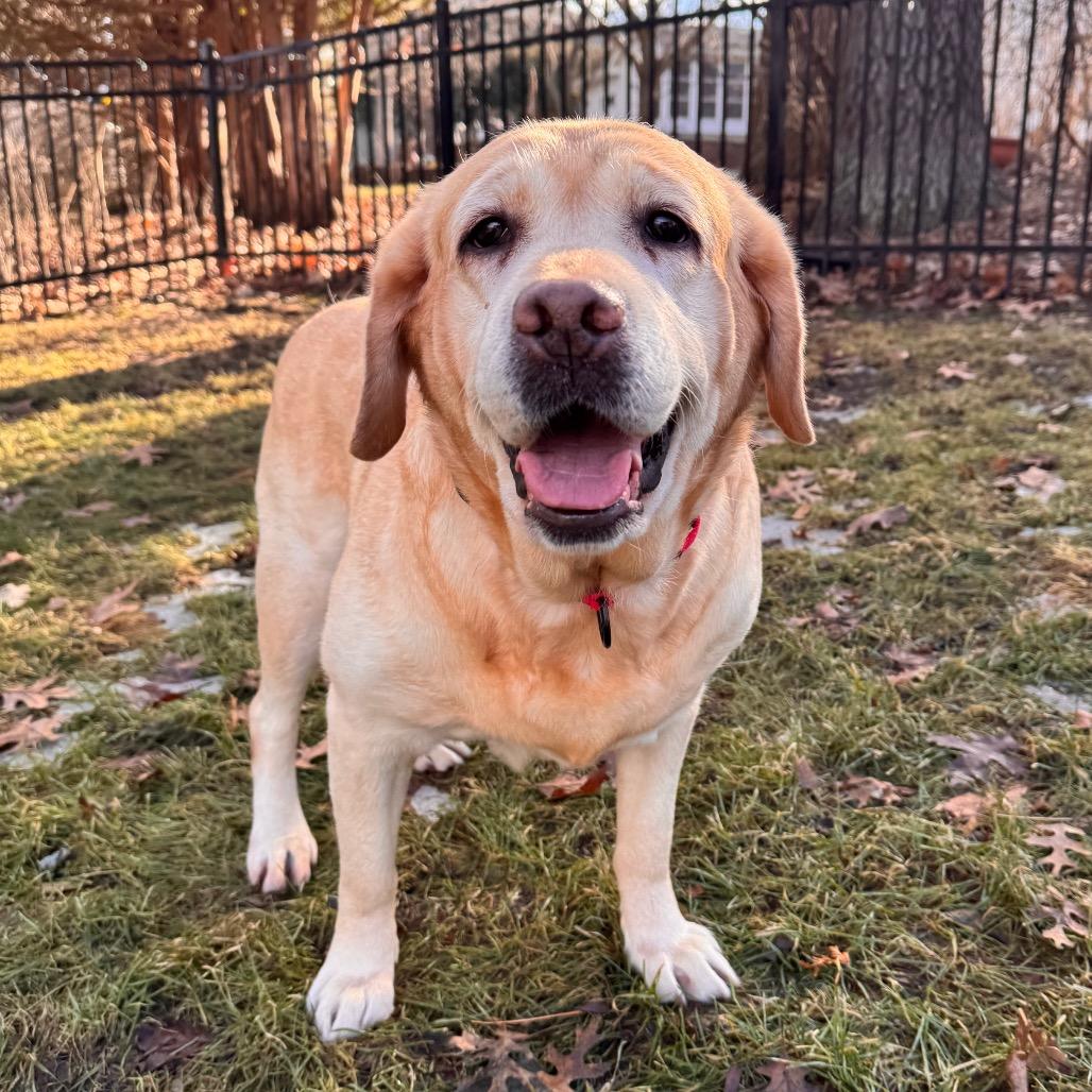 Paprika — thumbnail 3