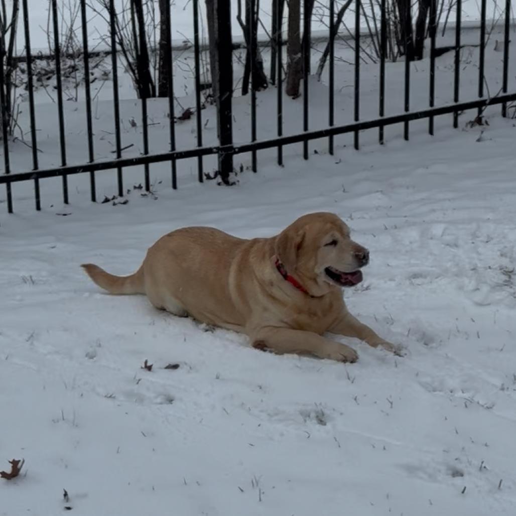 Paprika — thumbnail 4