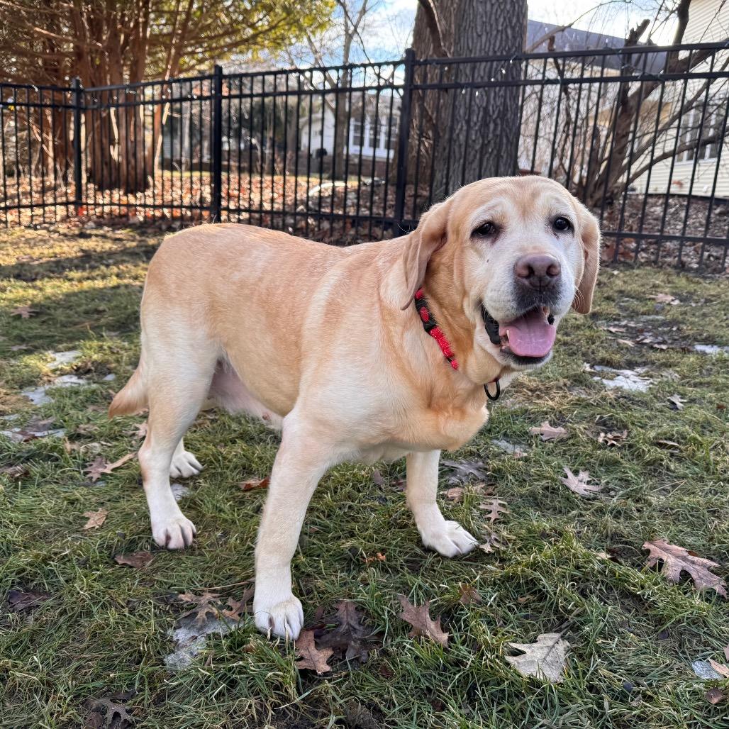 Paprika — thumbnail 5