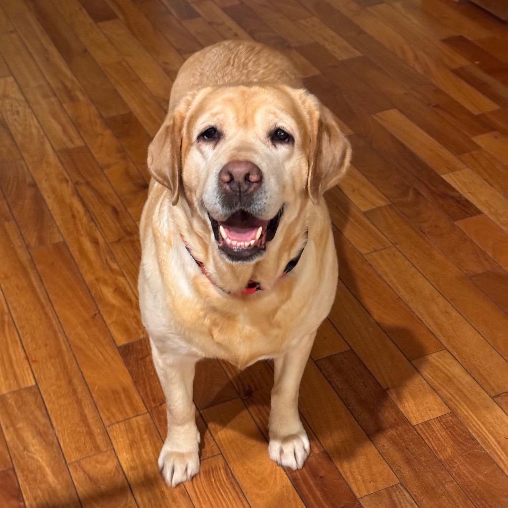 Paprika — thumbnail 6