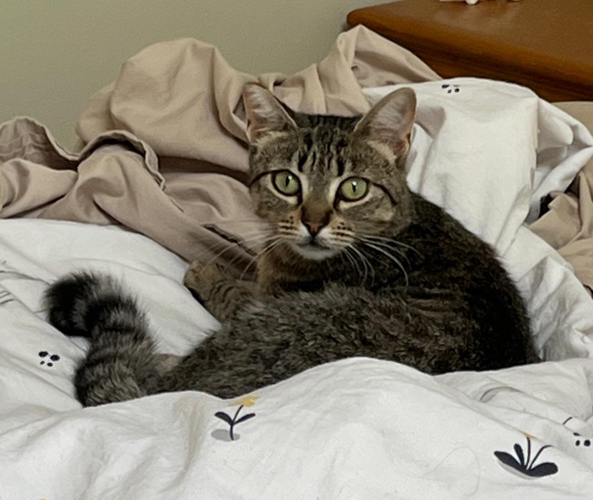 Meet Miss Kitty Your New Best Friend Looking for a lively loving companion to brighten your days