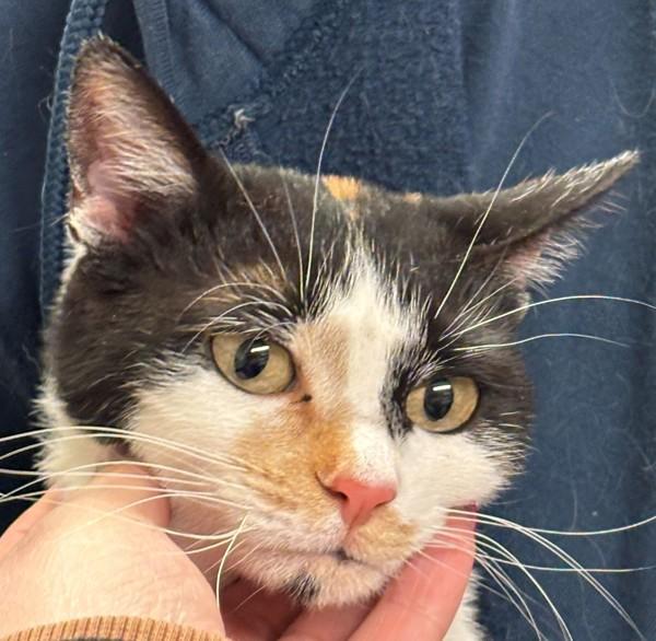 Callie, Adoptable, Adult Female Domestic Short Hair.