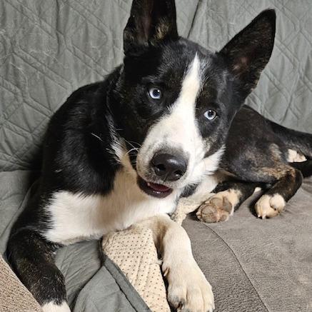 Cooper, Adoptable, Adult Male Siberian Husky & Plott Hound.