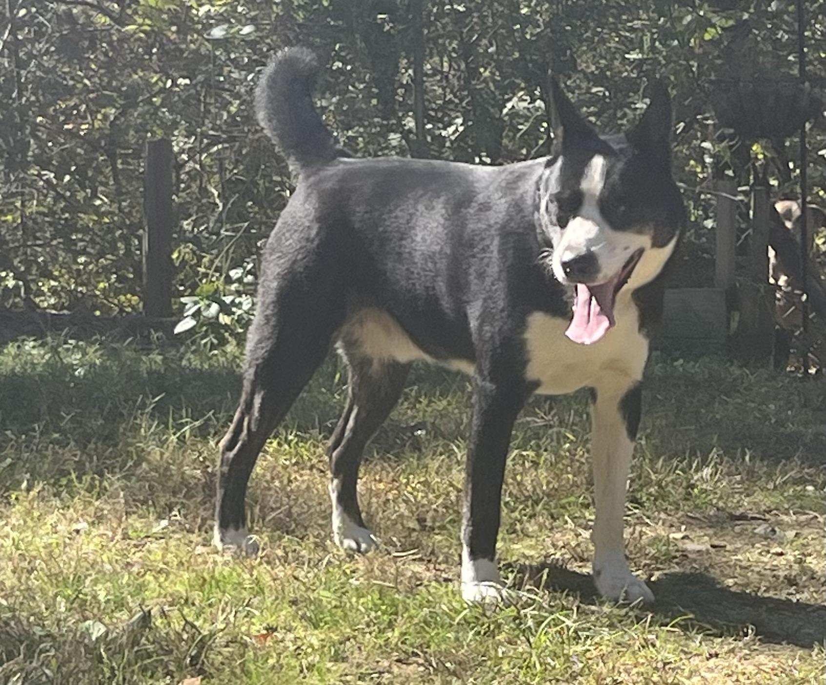 Enlarge Cooper, a Adoptable mixed breed in Rainbow City, AL image 6/6