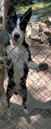 Enlarge Cooper, a Adoptable mixed breed in Rainbow City, AL image 4/6