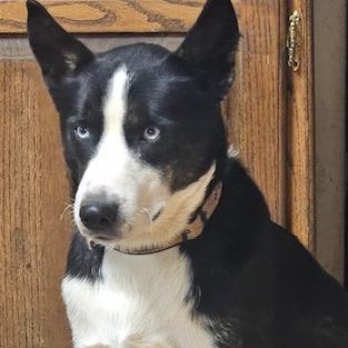 Cooper, a Adoptable mixed breed in Rainbow City, AL image 2/2