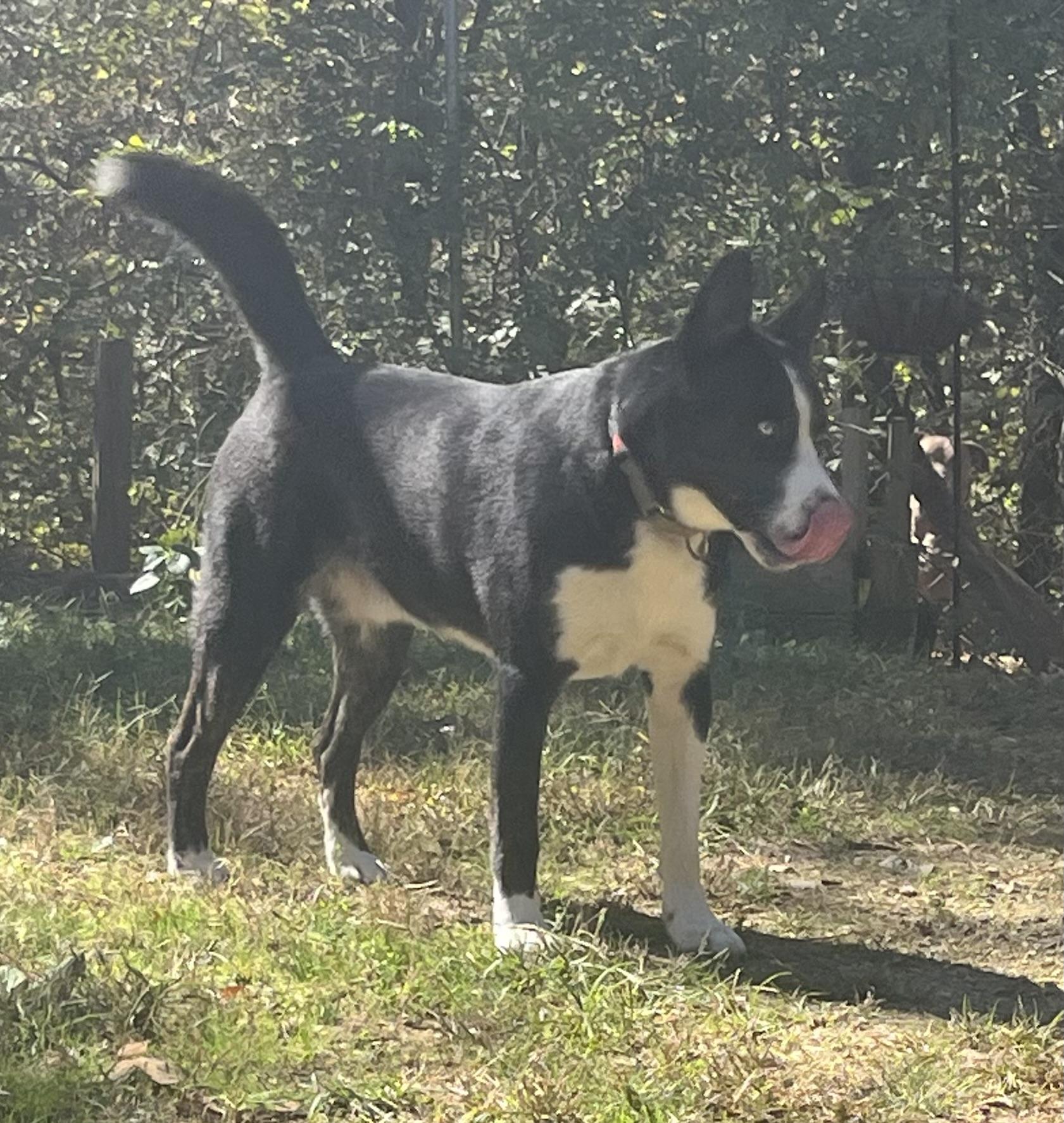 Enlarge Cooper, a Adoptable mixed breed in Rainbow City, AL image 5/6