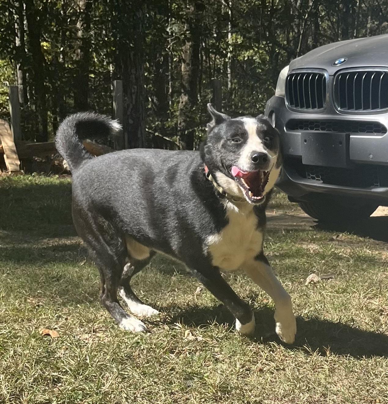 Enlarge Cooper, a Adoptable mixed breed in Rainbow City, AL image 3/6