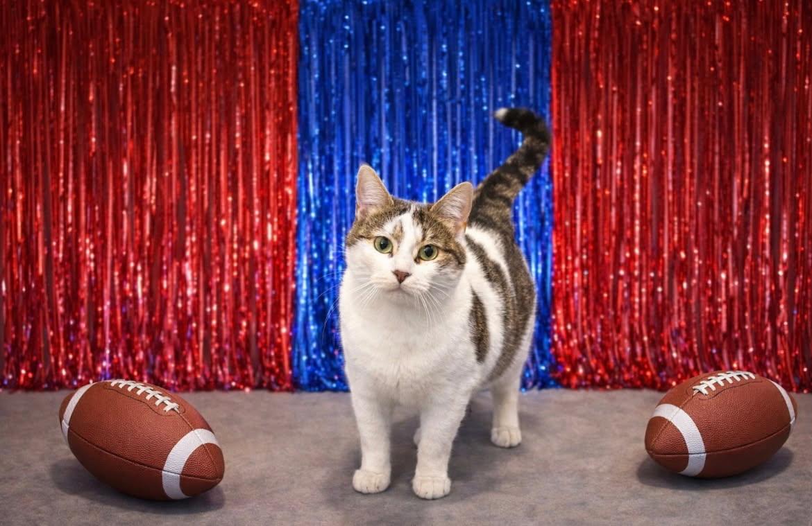 Enlarge Mosaic, a ADOPTABLE Domestic Short Hair in Jefferson, IA image 2/2