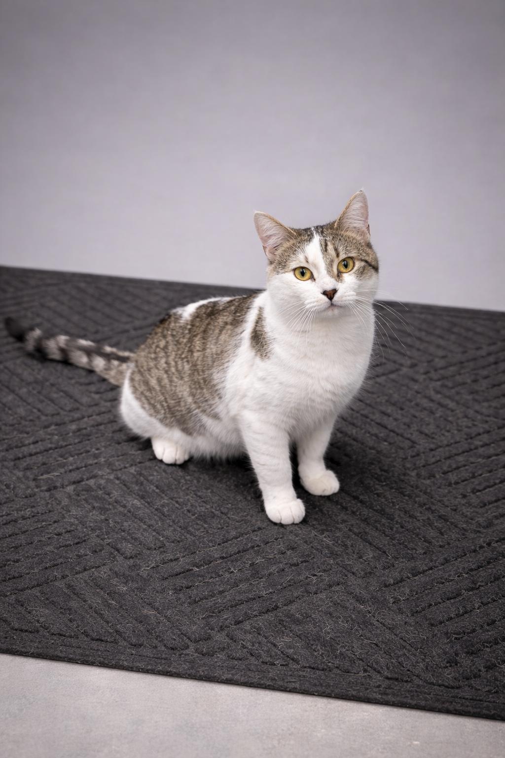 Enlarge Mosaic, a ADOPTABLE Domestic Short Hair in Jefferson, IA image 1/2