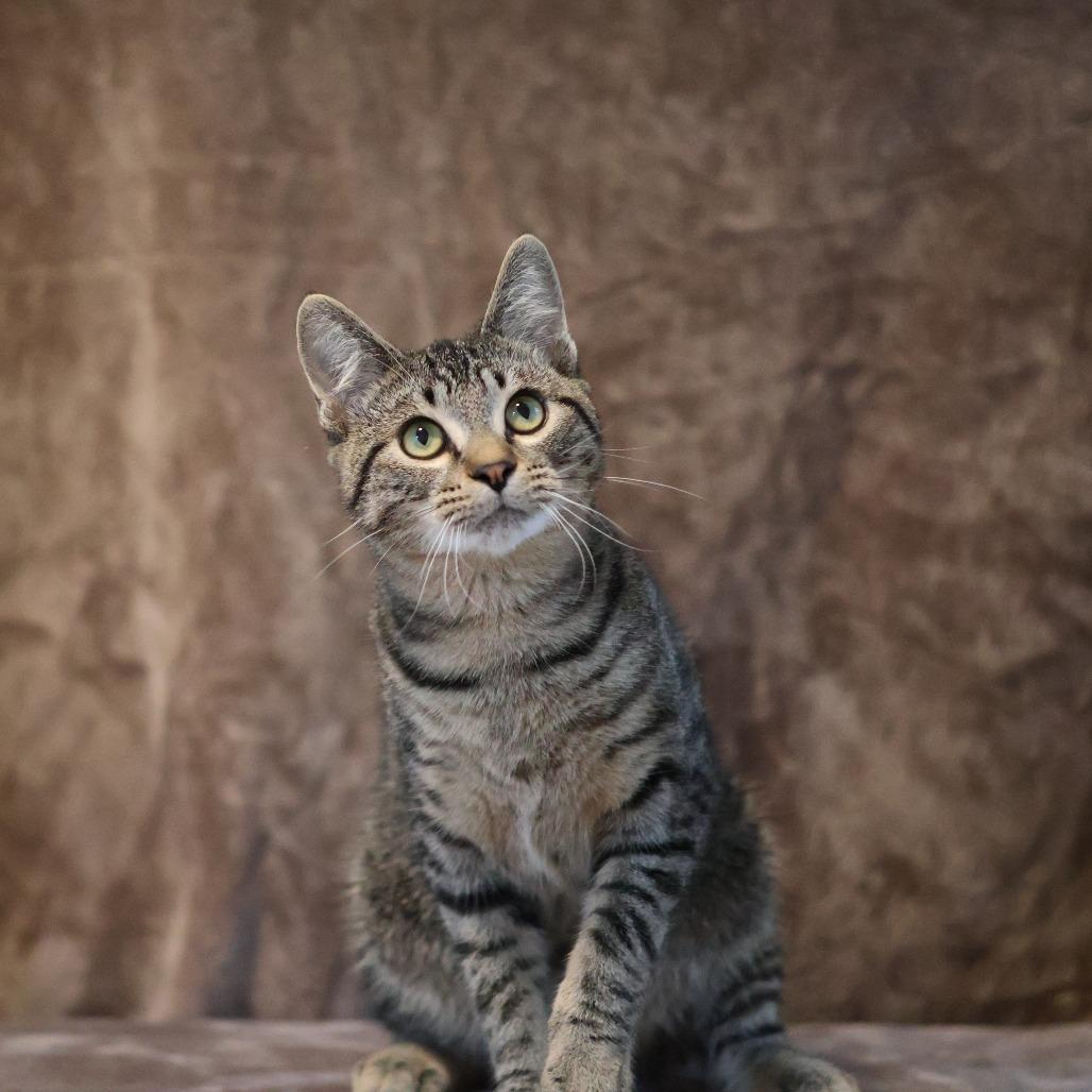 Enlarge Wilson Osberg, a Adoptable Domestic Short Hair in St. Paul, MN image 1/6
