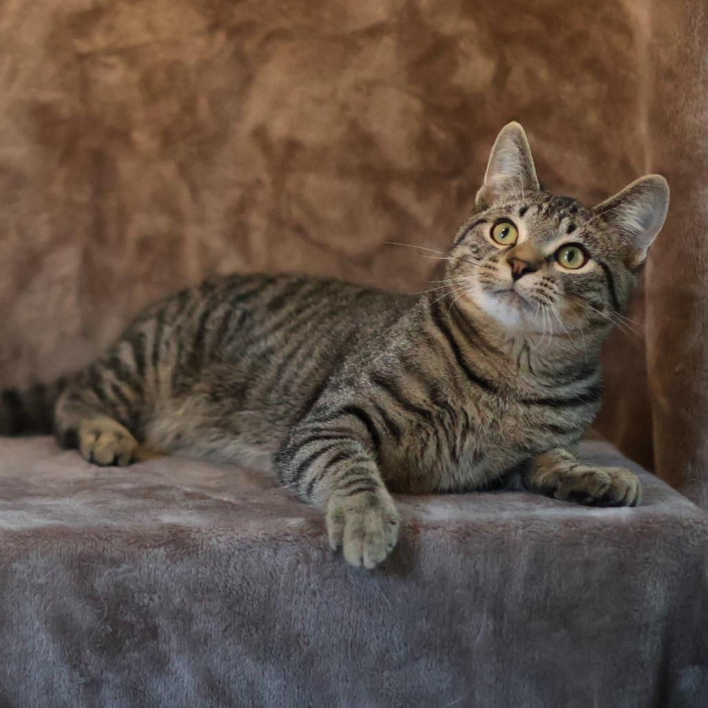 Enlarge Wilson Osberg, a Adoptable Domestic Short Hair in St. Paul, MN image 2/6