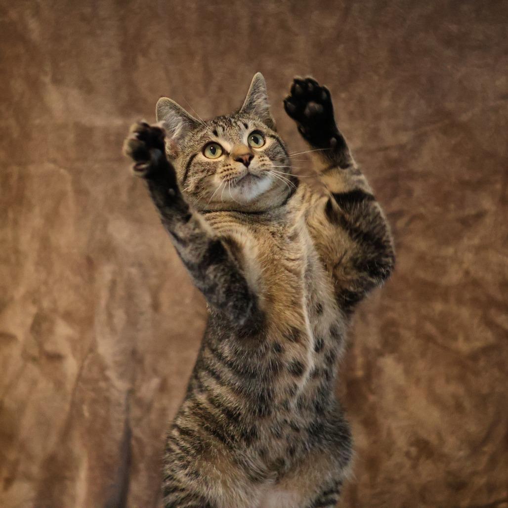 Enlarge Wilson Osberg, a Adoptable Domestic Short Hair in St. Paul, MN image 3/6