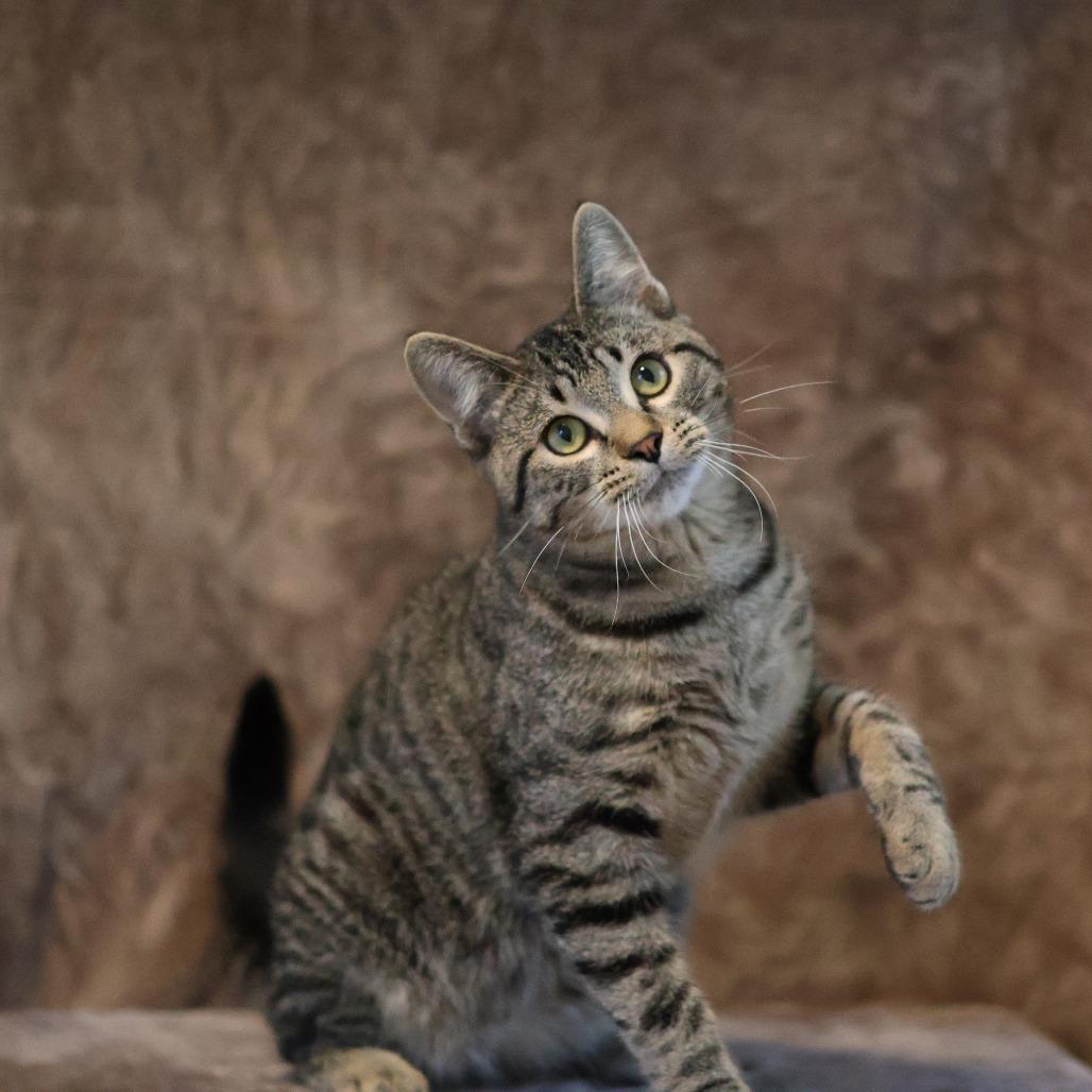 Enlarge Wilson Osberg, a Adoptable Domestic Short Hair in St. Paul, MN image 4/6
