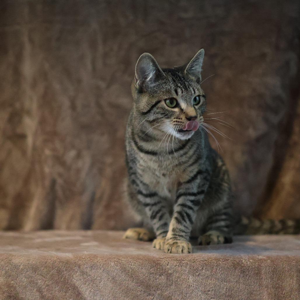 Enlarge Wilson Osberg, a Adoptable Domestic Short Hair in St. Paul, MN image 5/6