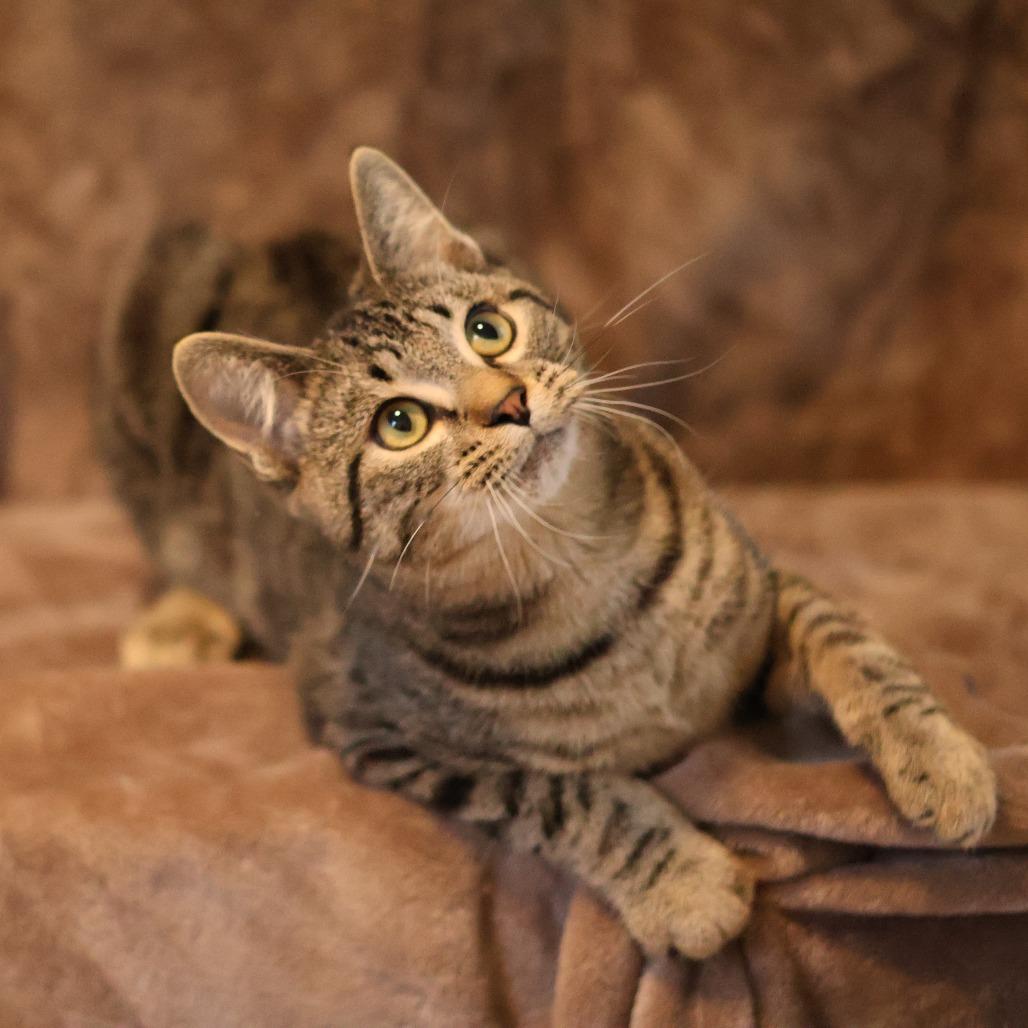 Enlarge Wilson Osberg, a Adoptable Domestic Short Hair in St. Paul, MN image 6/6