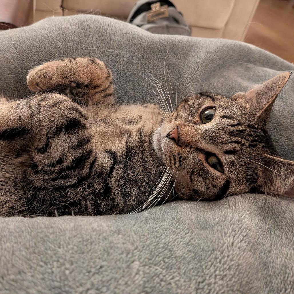 Enlarge Wilson Osberg, a Adoptable Domestic Short Hair in St. Paul, MN image 6/6