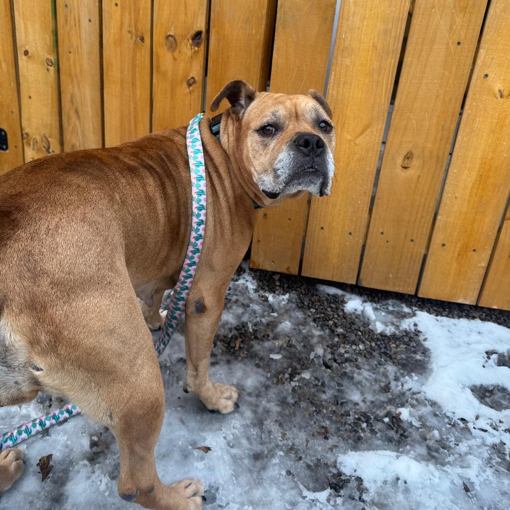 Cookie, Adoptable, Senior Female Mixed Breed.