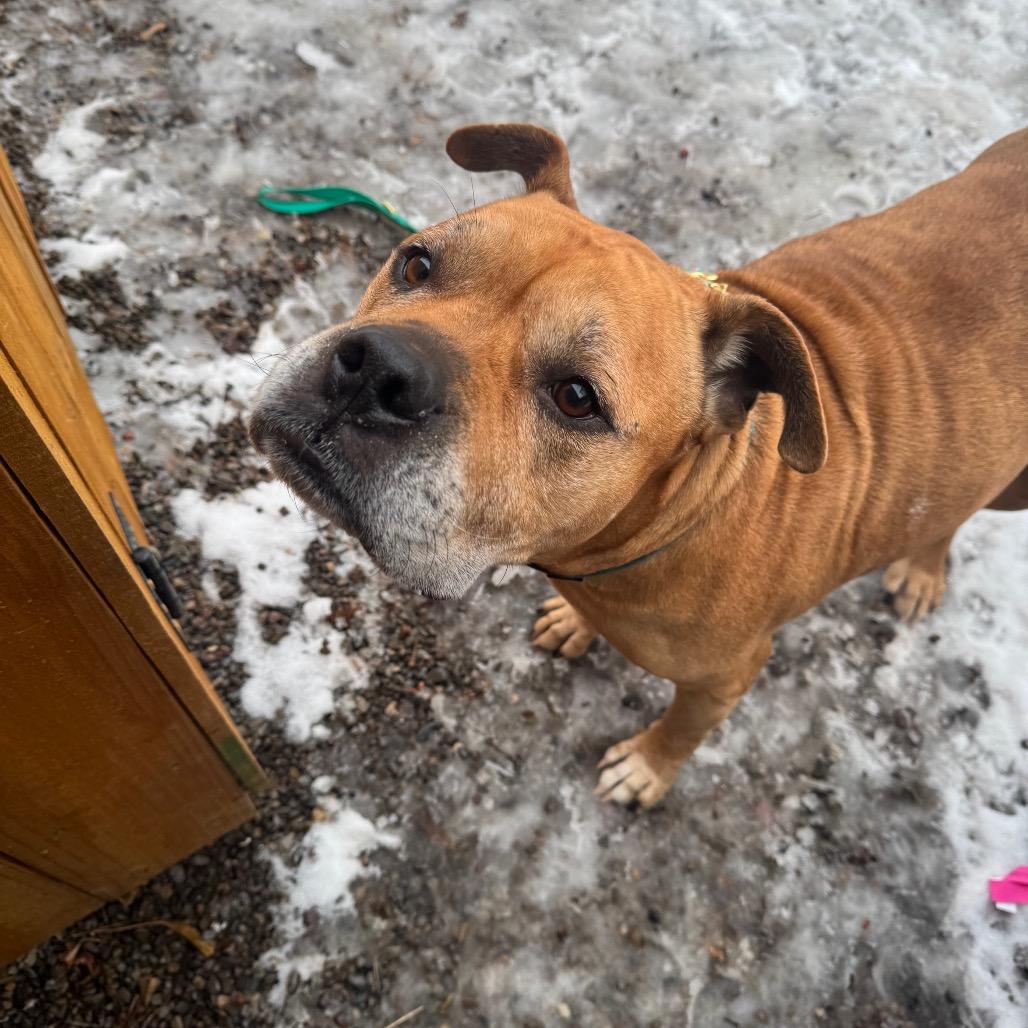Enlarge Cookie, a Adoptable Mixed Breed in Fairport, NY image 2/6