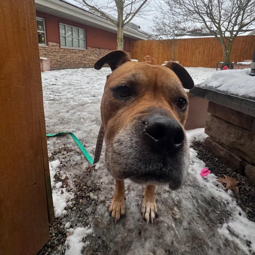 Enlarge Cookie, a Adoptable Mixed Breed in Fairport, NY image 3/6